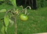 gruene-tomate an der pflanze